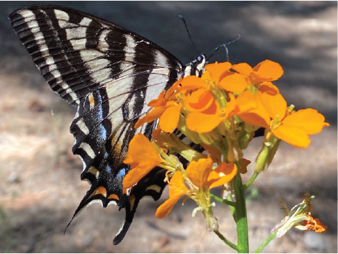 biodiversity